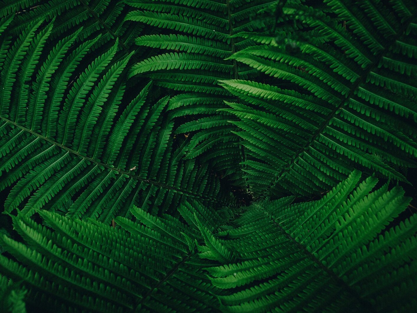 green leaves